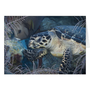 Undervattensliv: A Hawksbill Sea Turtle Hälsningskort