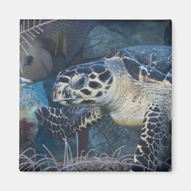 Undervattensliv: A Hawksbill Sea Turtle Magnet (Framsidan)
