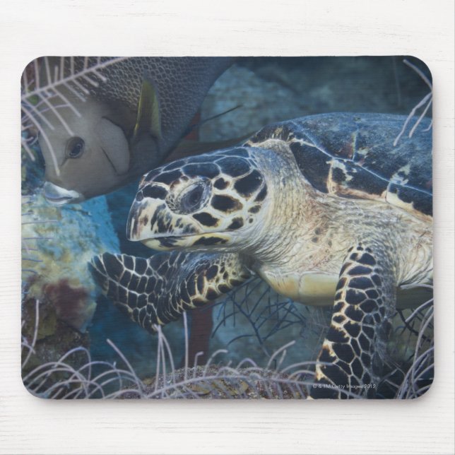 Undervattensliv: A Hawksbill Sea Turtle Musmatta (Framsidan)