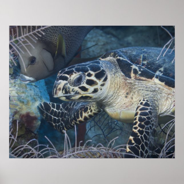 Undervattensliv: A Hawksbill Sea Turtle Poster (Framsidan)