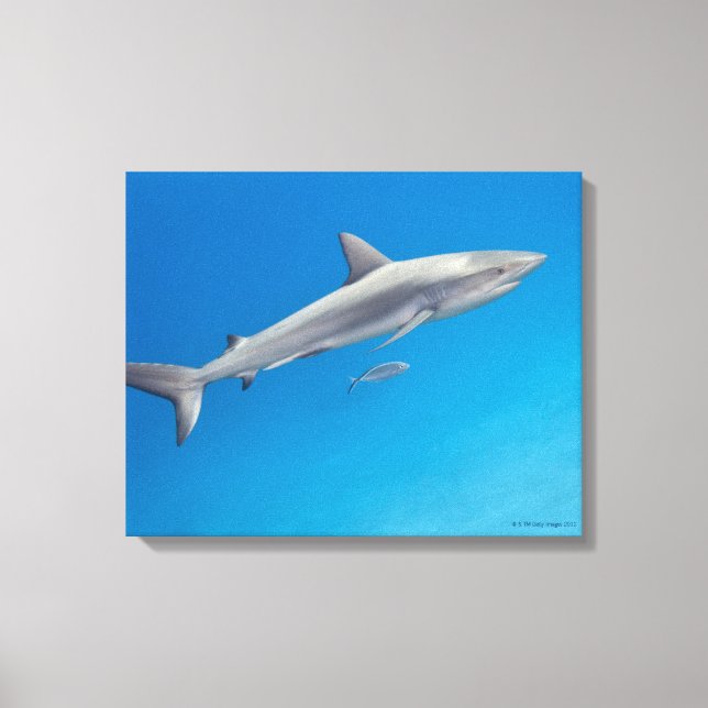 Undervattensliv: Carcharhinus perezi simmar in Canvastryck (Framsida)