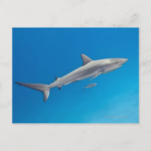 Undervattensliv: Carcharhinus perezi simmar in Vykort