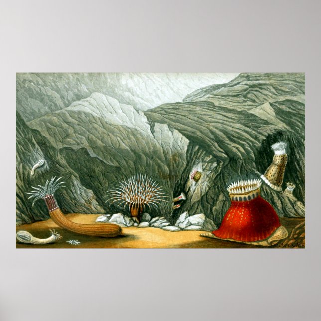 Undervattensliv fem av tio poster (Framsidan)