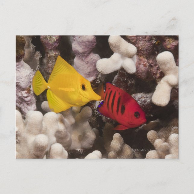 Undervattensliv, FISH: A Gult Tang (Zebrasoma) Vykort (Framsida)