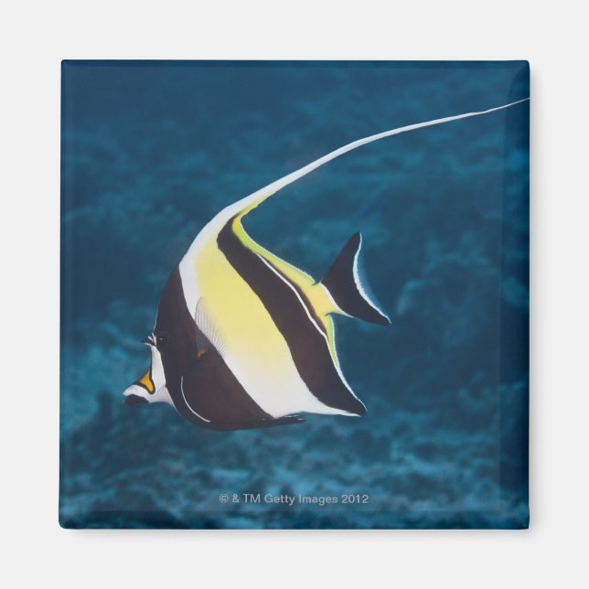 Undervattensliv;FISH: A Moorish Idol (Zanclus) Magnet (Framsidan)