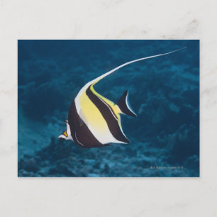 Undervattensliv;FISH: A Moorish Idol (Zanclus) Vykort