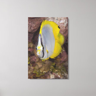 Undervattensliv, FISH: En färggrann tropiska Canvastryck