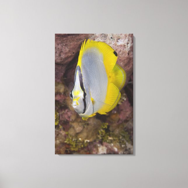 Undervattensliv, FISH: En färggrann tropiska Canvastryck (Framsida)
