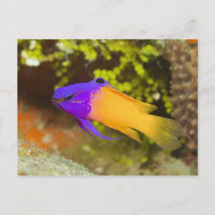 Undervattensliv, FISH: en färglös Fairy Basslet Vykort