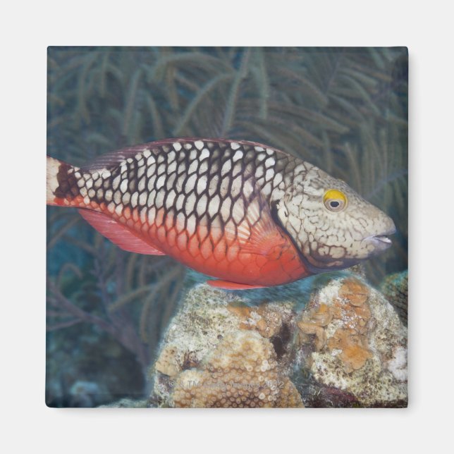 Undervattensliv, FISH: Färgbeläggning Magnet (Framsidan)