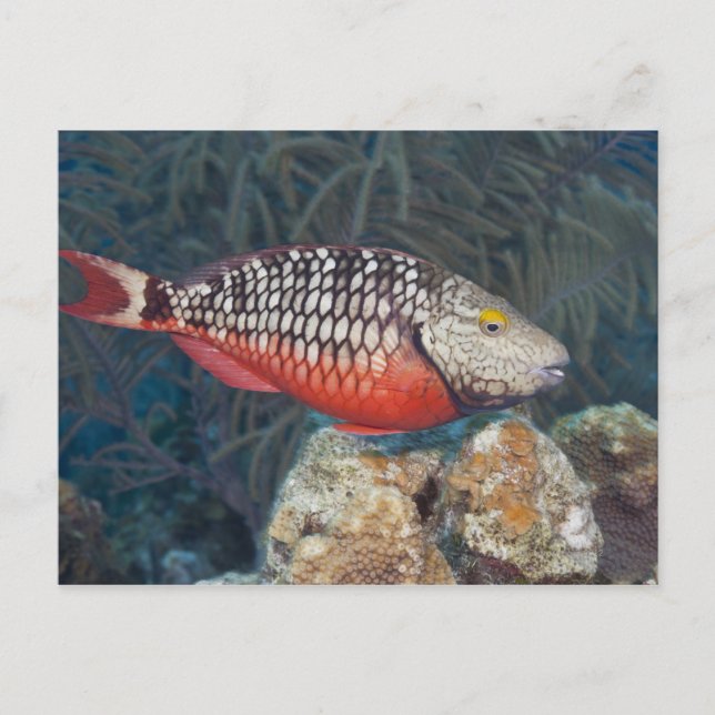 Undervattensliv, FISH: Färgbeläggning Vykort (Framsida)
