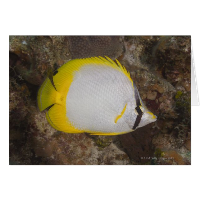 Undervattensliv, FISH: Färgfull Spotfin Hälsningskort (Framsidan Horizontal)