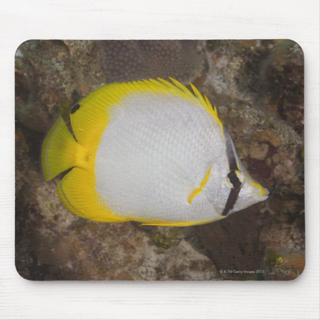 Undervattensliv, FISH: Färgfull Spotfin Musmatta (Framsidan)