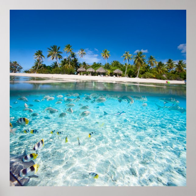 Undervattensliv Poster (Framsidan)