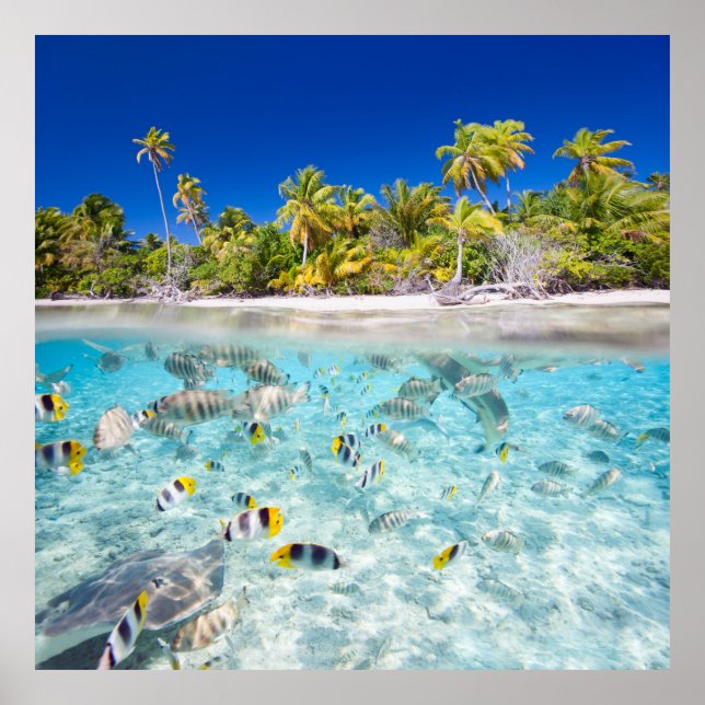 Undervattensliv Poster (Framsidan)