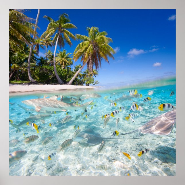 Undervattensliv Poster (Framsidan)