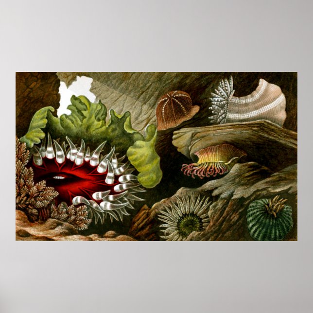 Undervattensliv tre av tio poster (Framsidan)