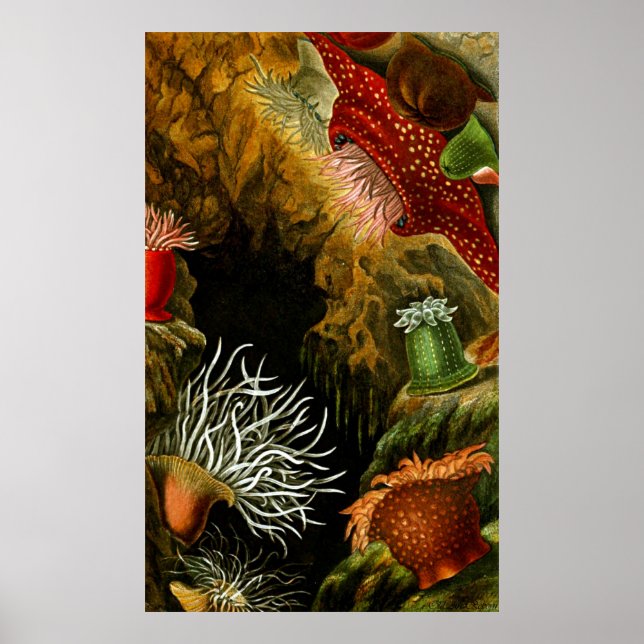 Undervattenslivet åtta gånger poster (Framsidan)