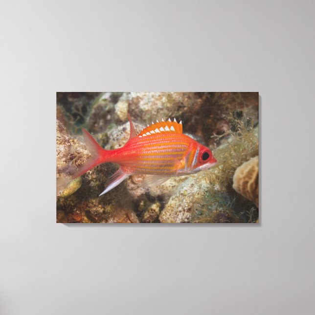 Undervattenslivet, FISH: a Longjaw Squirrelfish Canvastryck (Framsida)