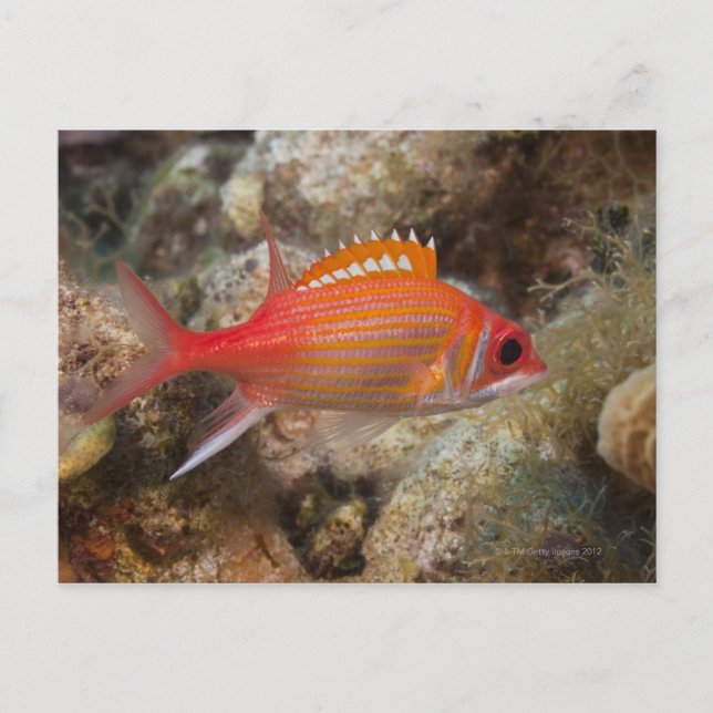 Undervattenslivet, FISH: a Longjaw Squirrelfish Vykort (Framsida)