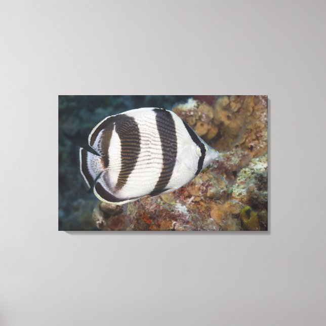 Undervattenslivet, FISH: Bandfisk Canvastryck (Framsida)
