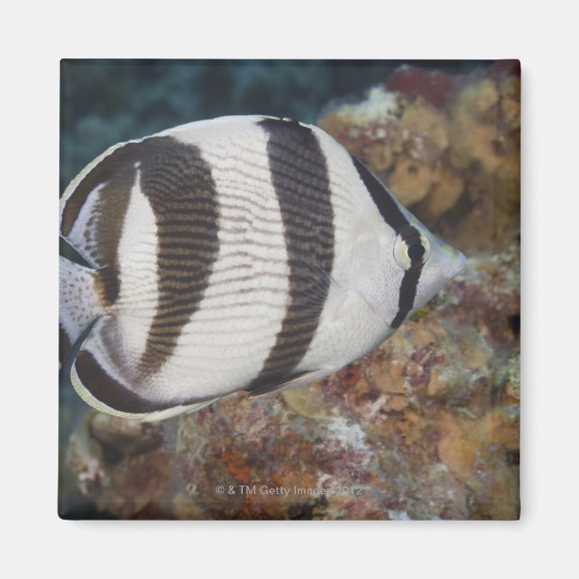 Undervattenslivet, FISH: Bandfisk Magnet (Framsidan)