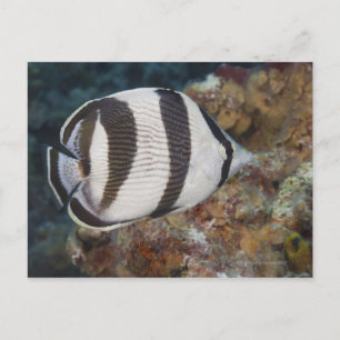 Undervattenslivet, FISH: Bandfisk Vykort