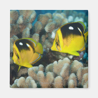 Undervattenslivet, FISH: Ett par Fourspot Magnet