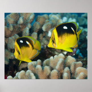 Undervattenslivet, FISH: Ett par Fourspot Poster