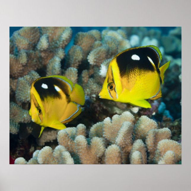 Undervattenslivet, FISH: Ett par Fourspot Poster (Framsidan)