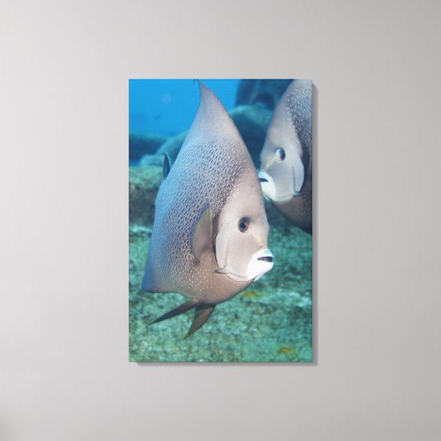 Undervattenslivet, FISH: ett par Grått Angelfish Canvastryck (Framsida)