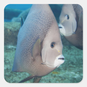 Undervattenslivet, FISH: ett par Grått Angelfish Fyrkantigt Klistermärke