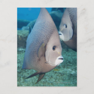Undervattenslivet, FISH: ett par Grått Angelfish Vykort