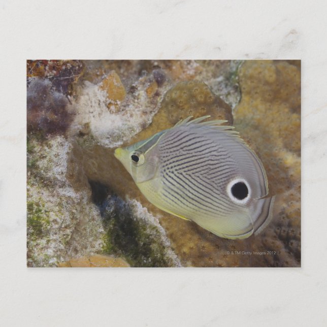 Undervattenslivet, FISH: Foureye Butterflyfish Vykort (Framsida)