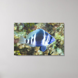 Undervattenslivet, FISH: Indigo Hamlet Canvastryck