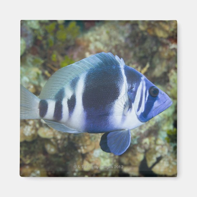 Undervattenslivet, FISH: Indigo Hamlet Magnet (Framsidan)