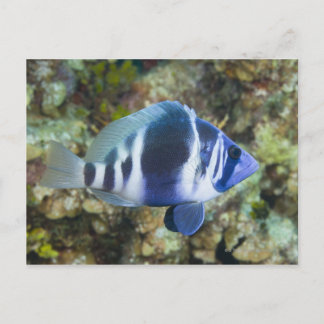 Undervattenslivet, FISH: Indigo Hamlet Vykort