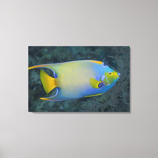 Undervattenslivet, FISH: Queen Angelfish Canvastryck (Framsida)