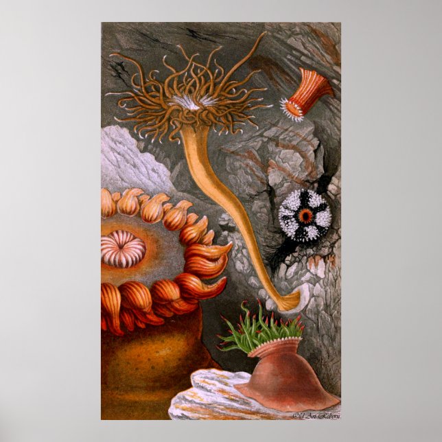 Undervattenslivet fyra av tio poster (Framsidan)