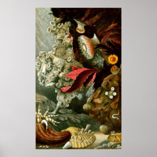 Undervattenslivet nio poster