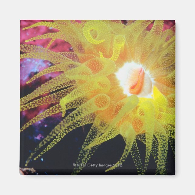 Undervattensorganism Magnet (Framsidan)