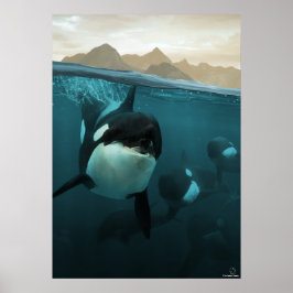 Undervattensscen med orca-familjen poster