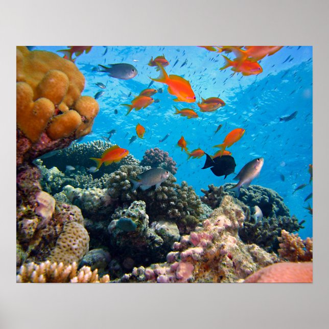 Undervattensscen Poster (Framsidan)