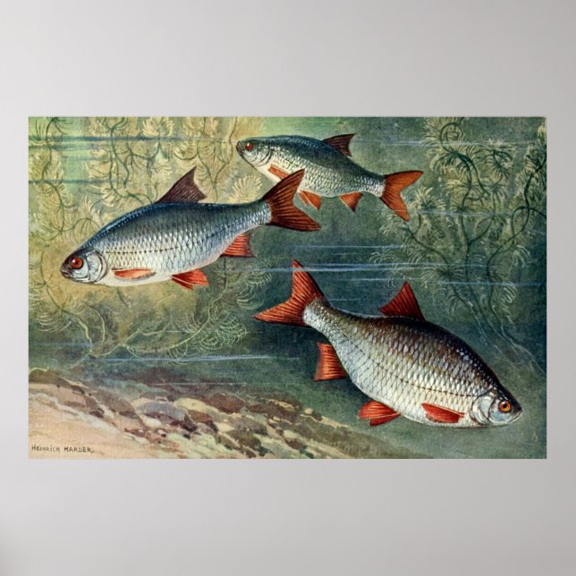 Undervattensserie 4 av fyra poster (Framsidan)