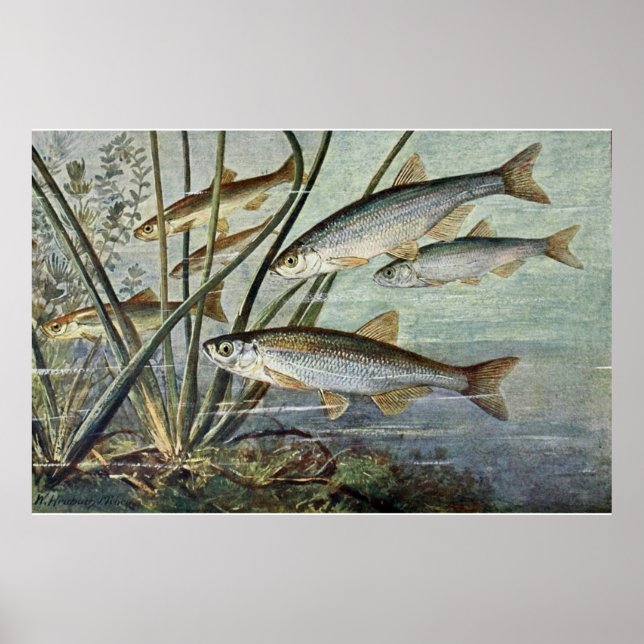 Undervattensserien Första av fyra Poster (Framsidan)