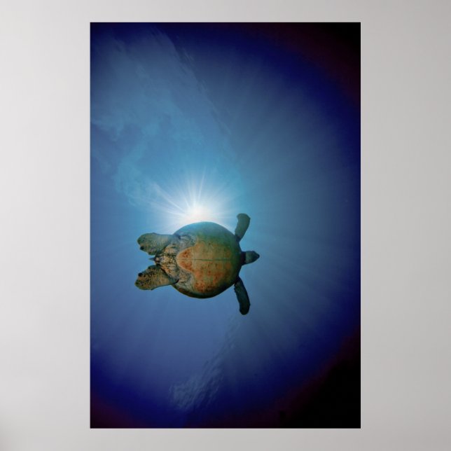 Undervattenssköldpadda| Andaman Sea, Thailand Poster (Framsidan)
