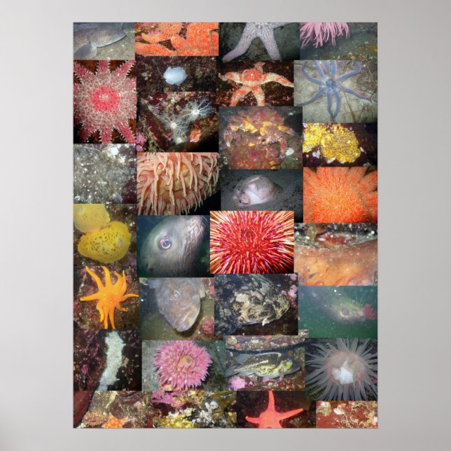 Undervattensvarelser Collage - Finkonsttryck Poster (Framsidan)