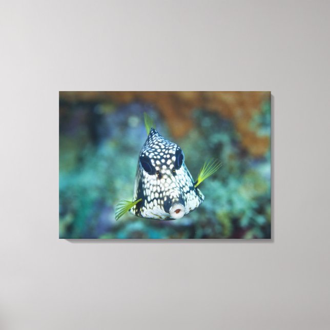 Undervattensvy av "Smooth Trunkfish" (Lakttophrys) Canvastryck (Framsida)