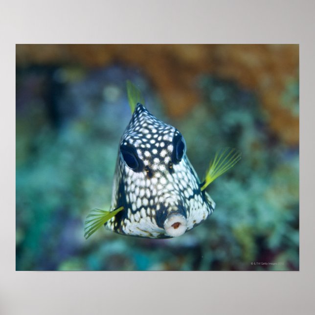 Undervattensvy av "Smooth Trunkfish" (Lakttophrys) Poster (Framsidan)