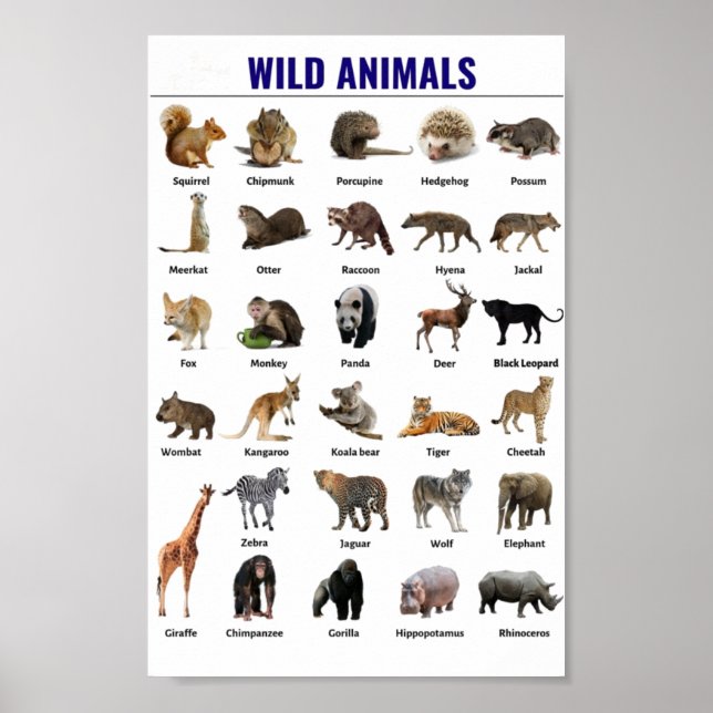 Undervisning i vilda djur poster (Framsidan)